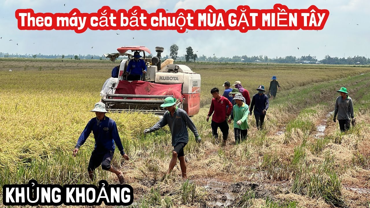 Cả Xóm Kéo Nhau Theo Máy Cắt Lúa Bắt Chuột KẾT QUẢ KHÔNG THỂ TƯỞNG TƯỢNG ĐƯỢC