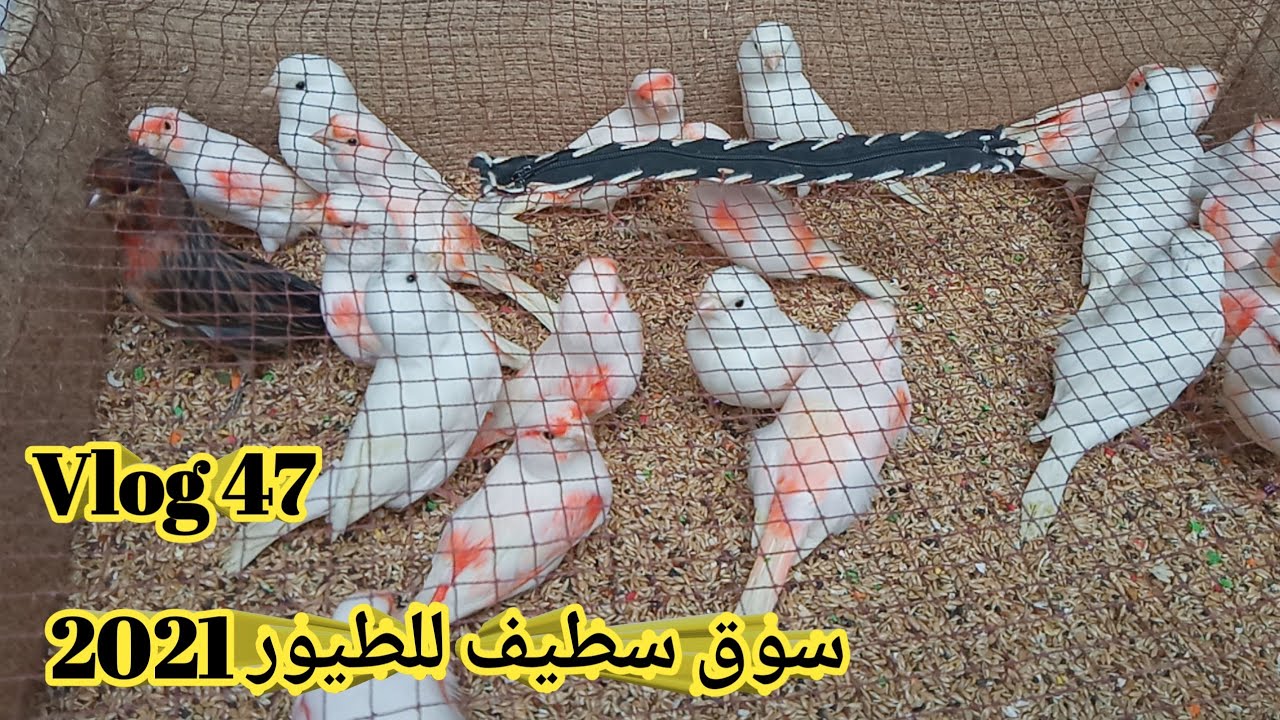 سوق سطيف للطيور 2021 /جولة عند خواتي السطايفية اليوم البرد يقرص ⁦🇩🇿⁩⁦🇩🇿⁩