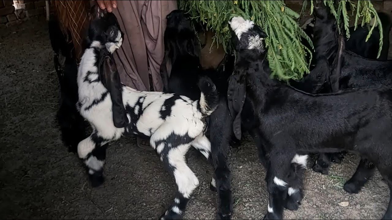 DDP Bakri K Bache For Sale DDP Goat Breed Kids For Sale