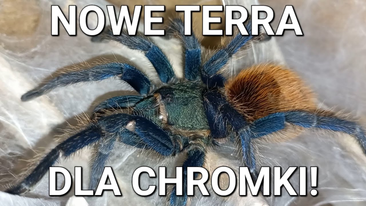 Stepowe terrarium na wypasie dla chromki! | Chromatopelma cyaneopubescens