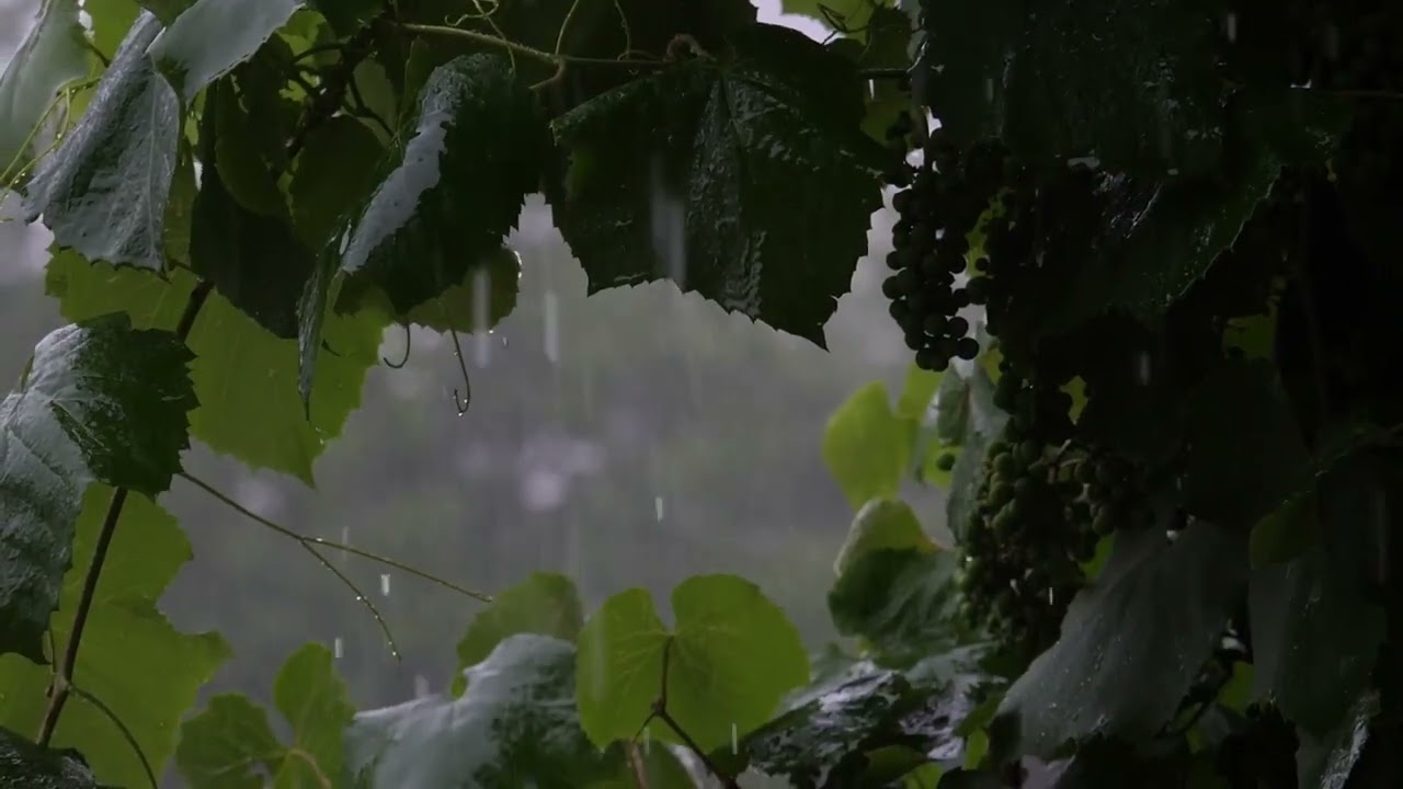 BLACK SCREEN, for Sleep, Peaceful Piano & Rain Sounds, Relax Mind, Deep Music, No Mid Roll ADS