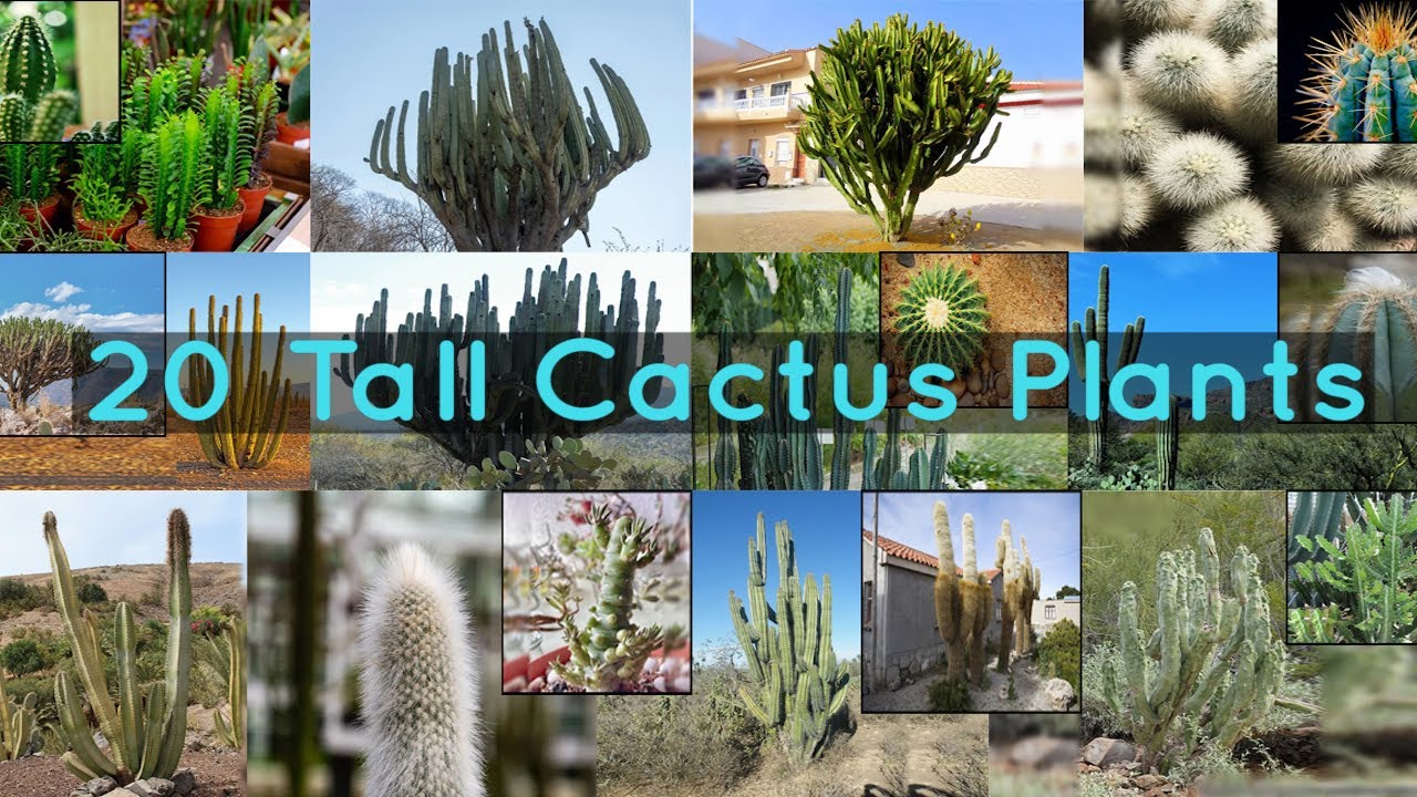 20 Tall Cactus Plants to Grow At Home