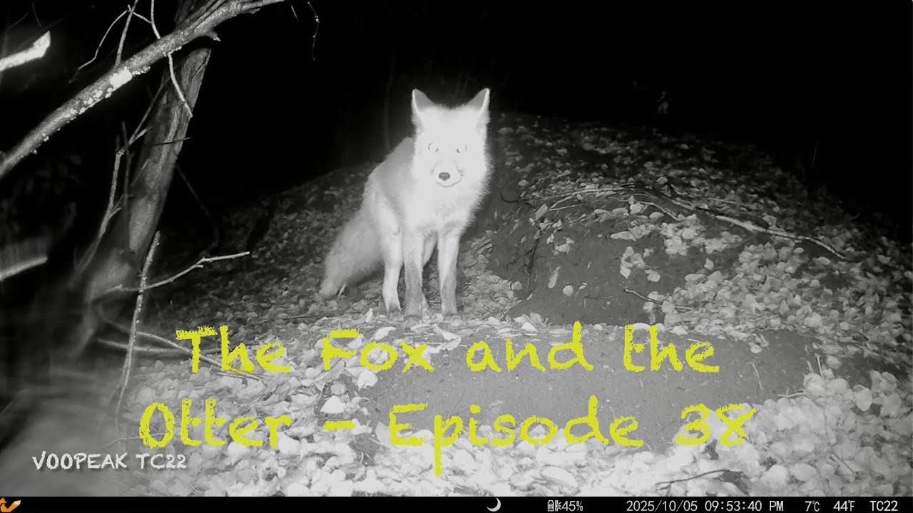 The Fox and the Otter - Episode 38