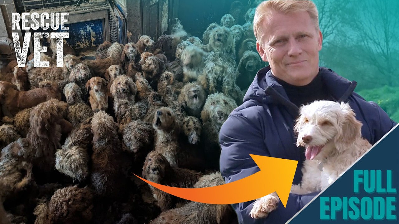 L'affaire CHOQUANTE de 250 chiens n&eacute;glig&eacute;s et entass&eacute;s dans une petite maison ! Ils ont maintenan...