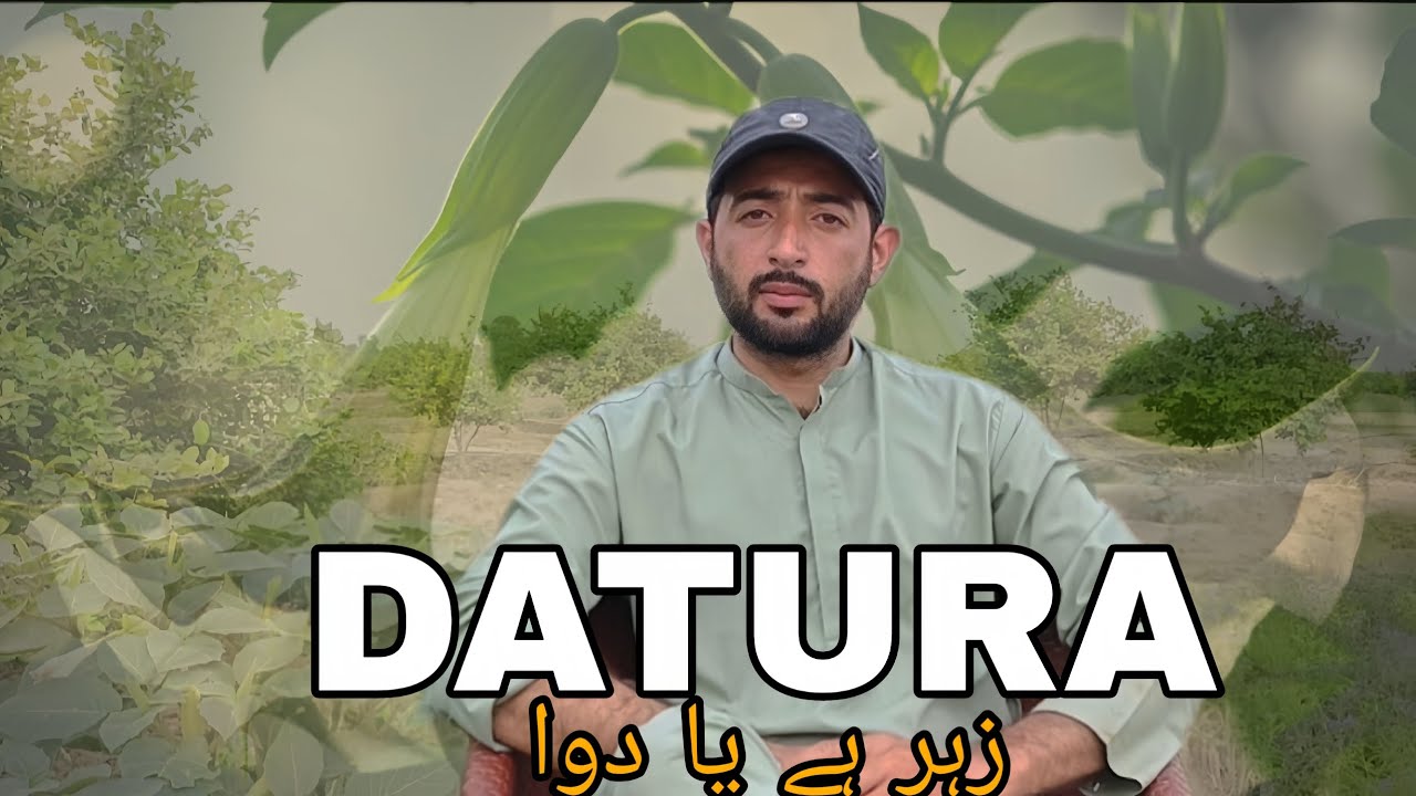 Datura ka Raaz: Dimagh Pe Qaboo Paane Wala Pauda? | Datura’s Dark Secret: Mind Control Plant? 😱💥🤯