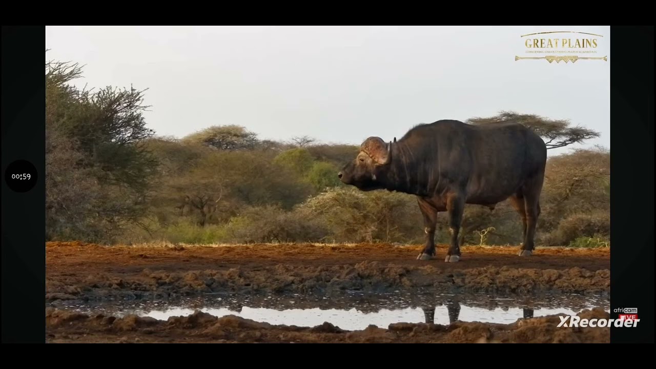 Beautiful Buffalo at a waterhole in Africa 