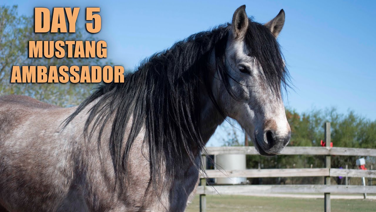 Day Five with Mustang Ambassador!