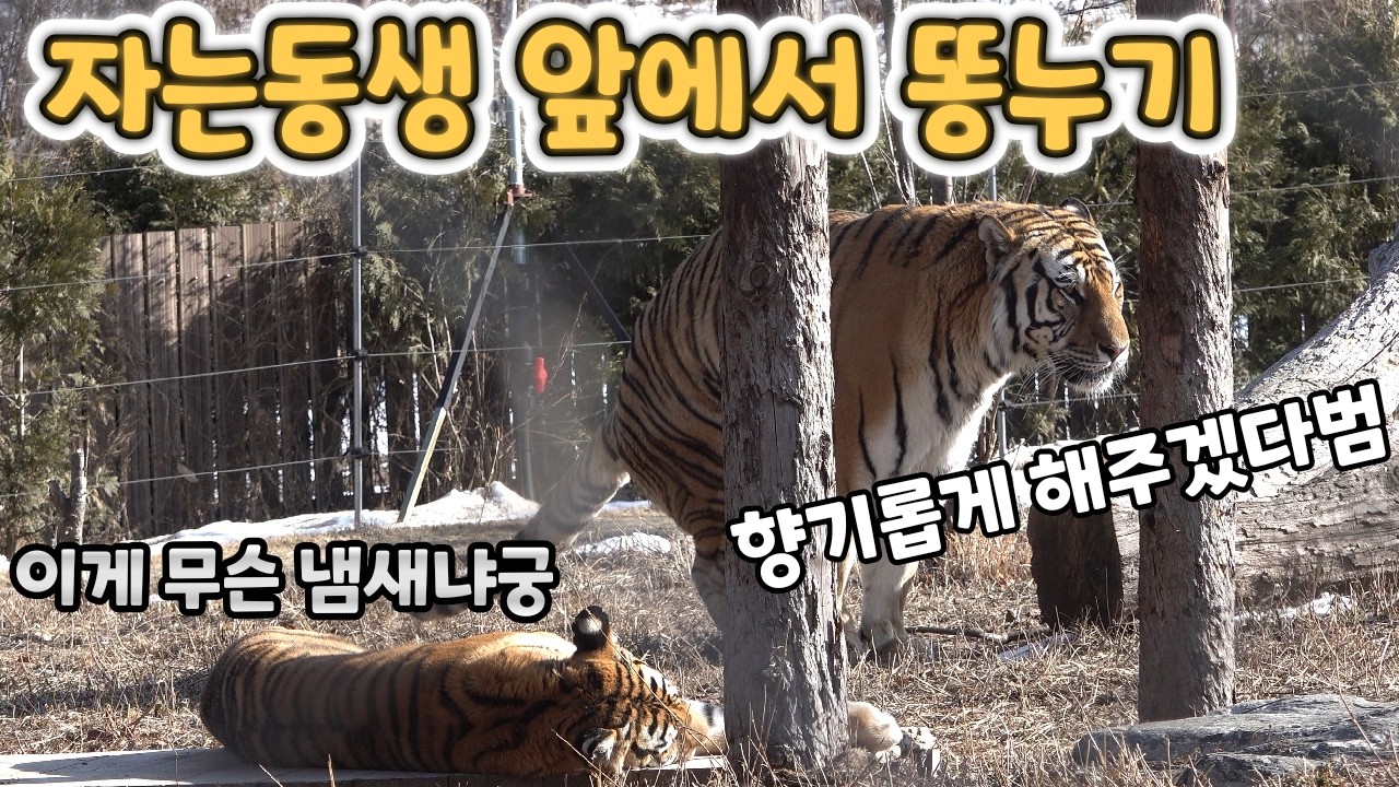 (4K) 그 넓은 방사장에서 하필 자는 무궁이 코앞에서 응아하는 태범이 - 백두대간수목원 / 한국호랑이 / 호랑이숲