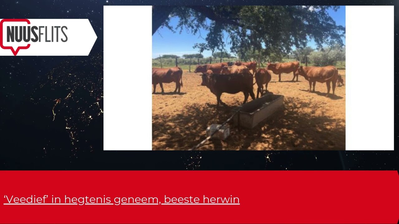 ‘Veedief’ in hegtenis geneem, beeste herwin