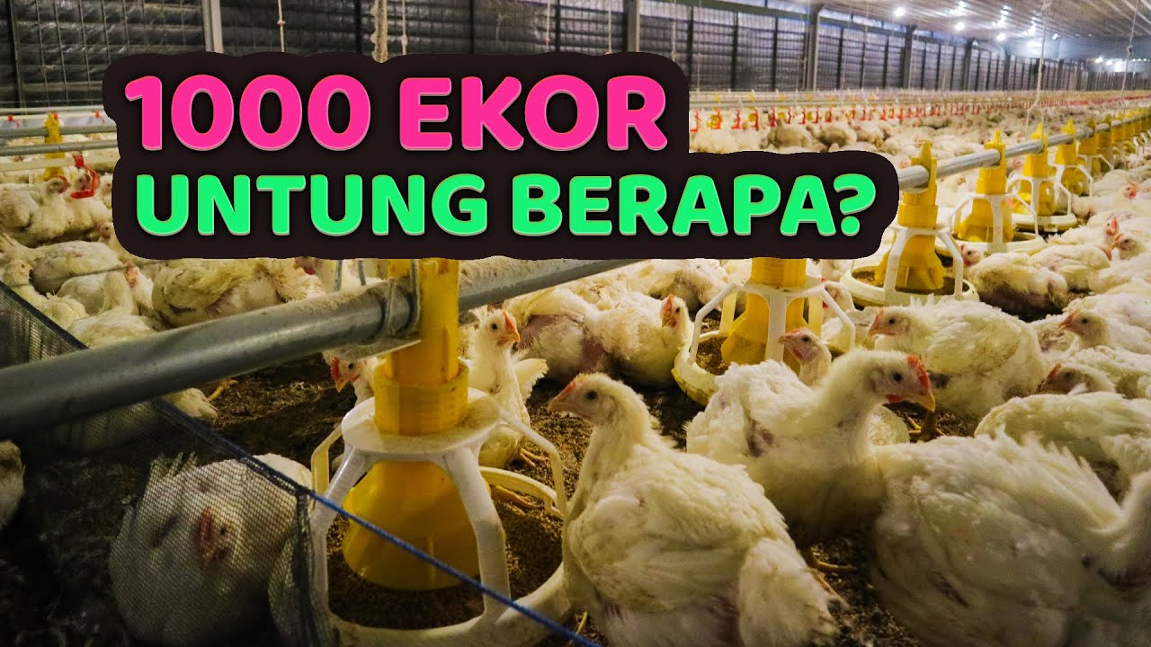 Modal Ternak Ayam Potong 1000 Ekor Beserta Keuntungannya
