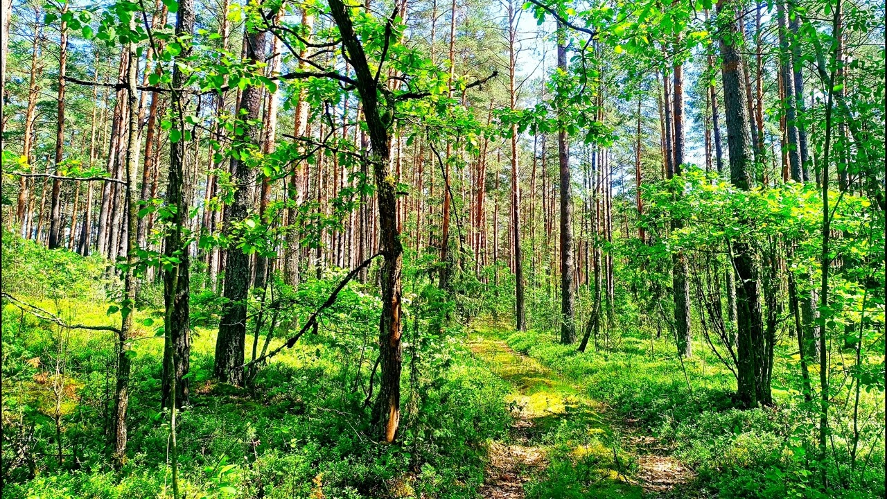 Спокойное пение птиц в глубине леса 🌿 Природная атмосфера для релаксации