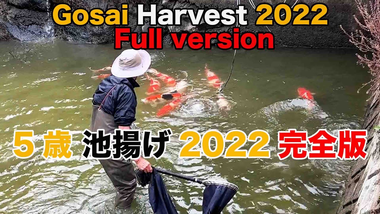 【錦鯉】5歳池揚げ 2022 完全版　Gosai Harvest 2022 Full version【koi】