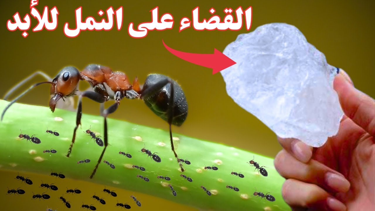 4 طرق غير تقليدية مجربة 100% للتخلص من النمل🐜بلا رجعة 🥰