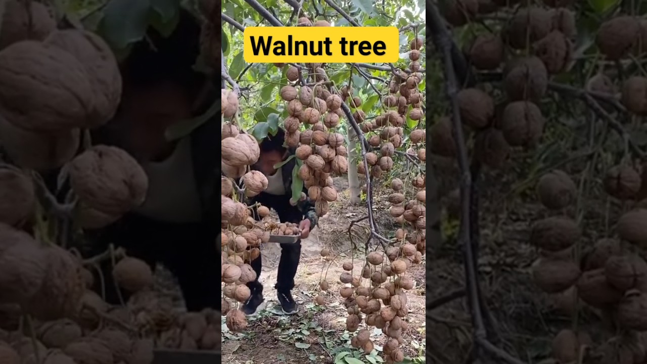 walnut tree #shortsfeed #4k #shortvideo #ytshorts #shorts #walnut #tree #अखरोट