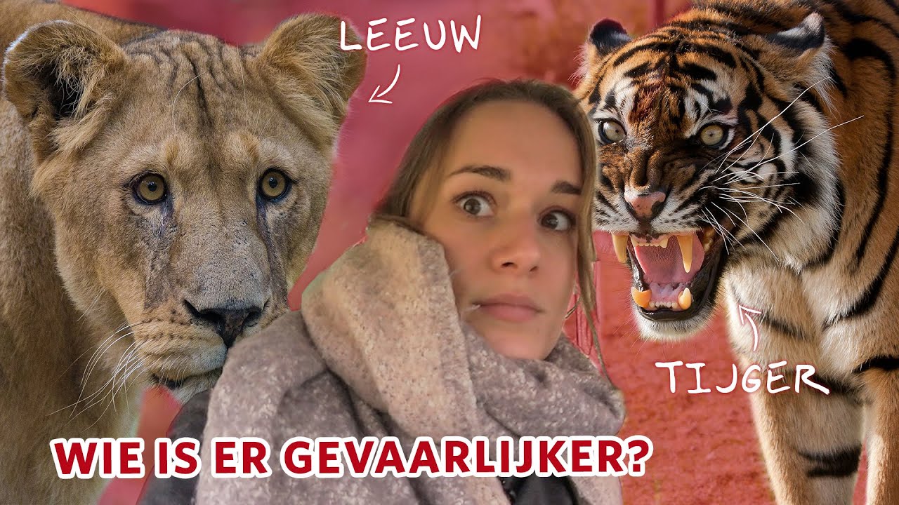 Welk dier is GEVAARLIJKER als het ONTSNAPT: de TIJGER 🐯 of de LEEUW 🦁?