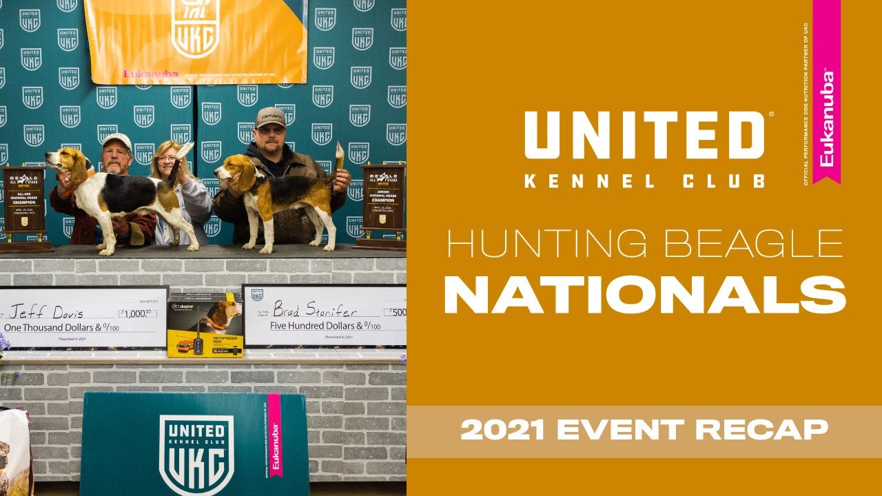 Национальные соревнования по охоте на биглей UKC 2021 | United Kennel Club
