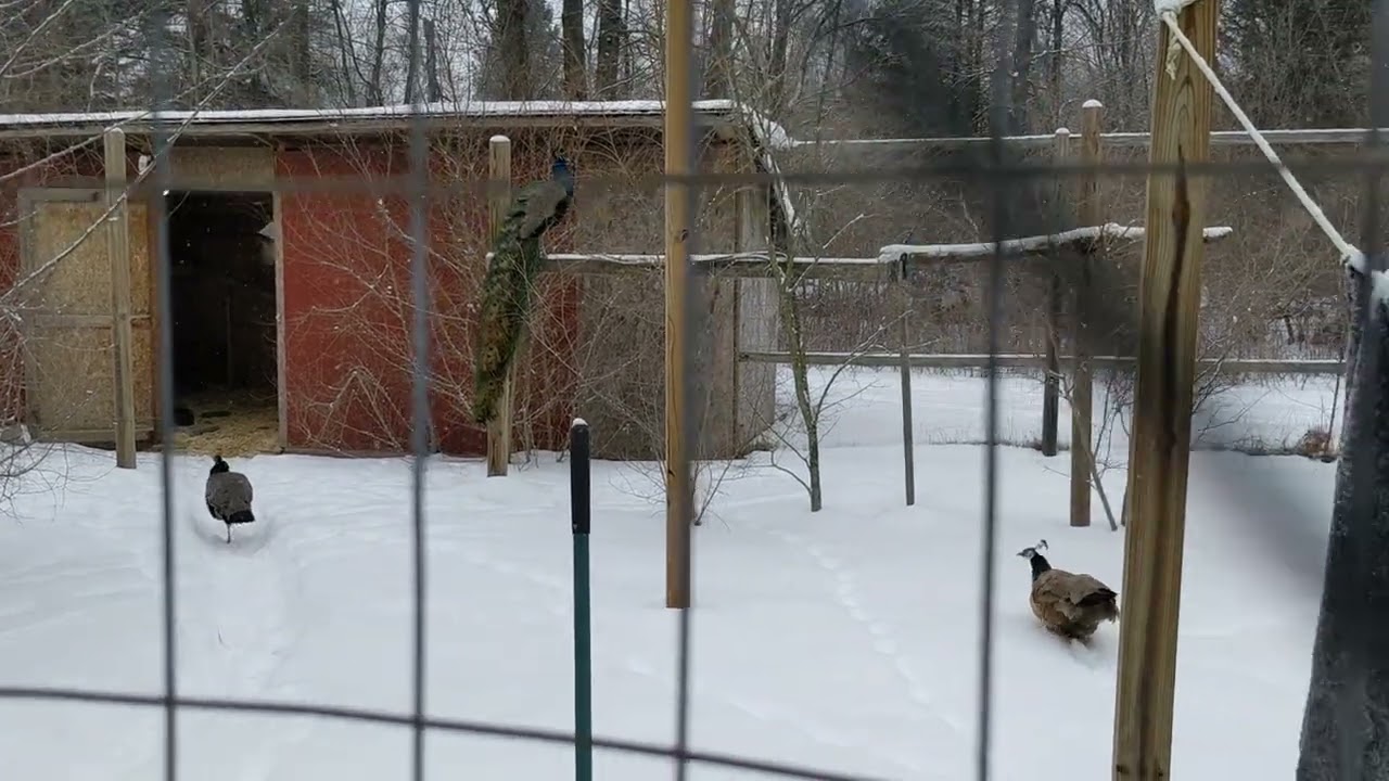 Peafowl wading through snow