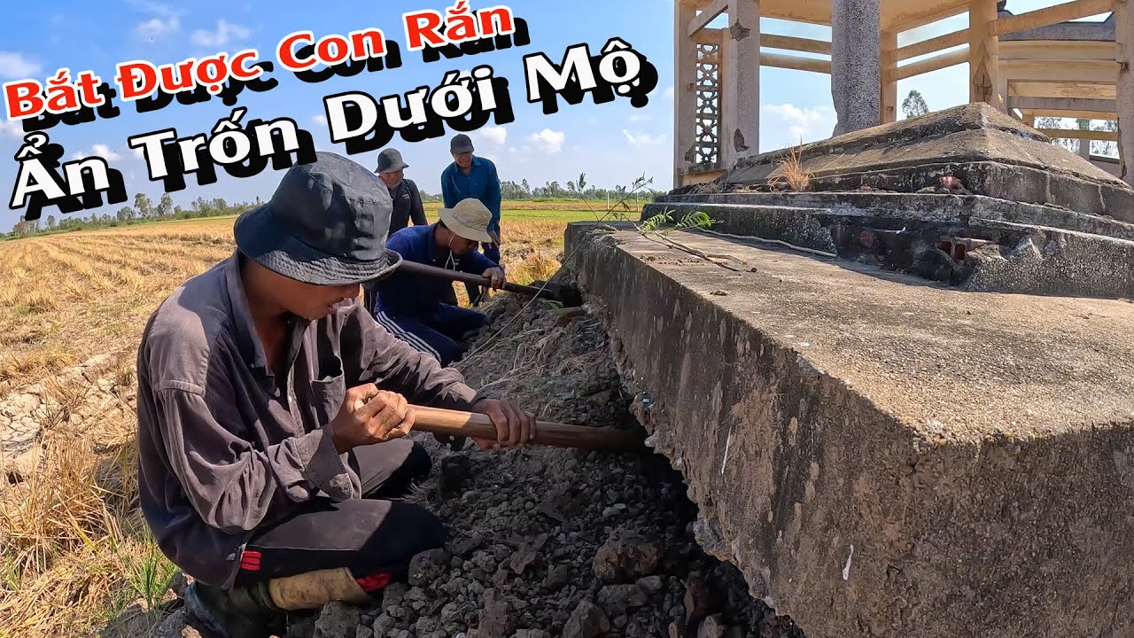 [SĂN BẮT RẮN] Tìm bắt được con Rắn ẩn trốn dưới Mộ | TGSB #834