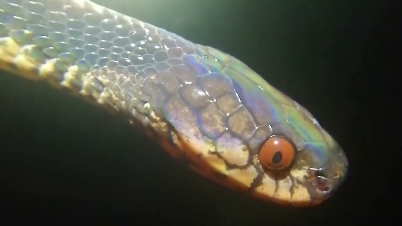 Montane Slug Snake (Asthenodipsas vertebralis)