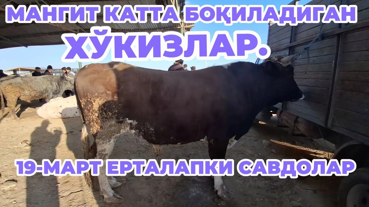 19 МАРТ МАНГИТ КАТТА БОҚИЛАДИГАН ХЎКИЗЛАР ЕРТАЛАПКИ САВДОЛАР 