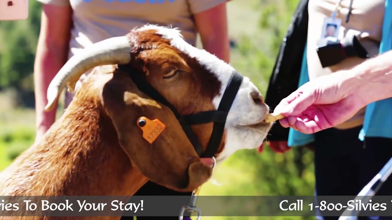 Golf, Goats and Glory at Silvies Valley Ranch