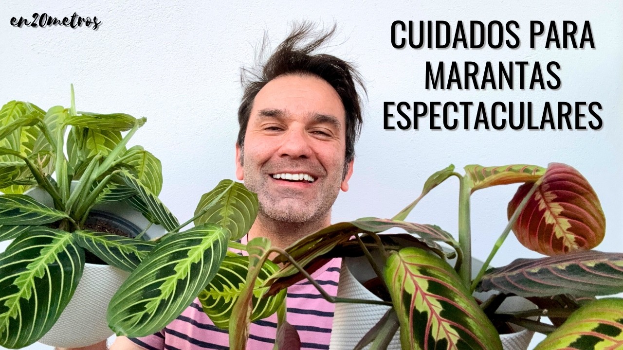 Consigue MARANTAS ESPECTACULARES: guía de cuidados de la maranta (prayer plant) || en20metros