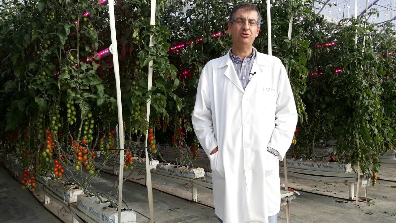 Tecnología de invernaderos: evaluación climática y agronómica del uso de luz artificial