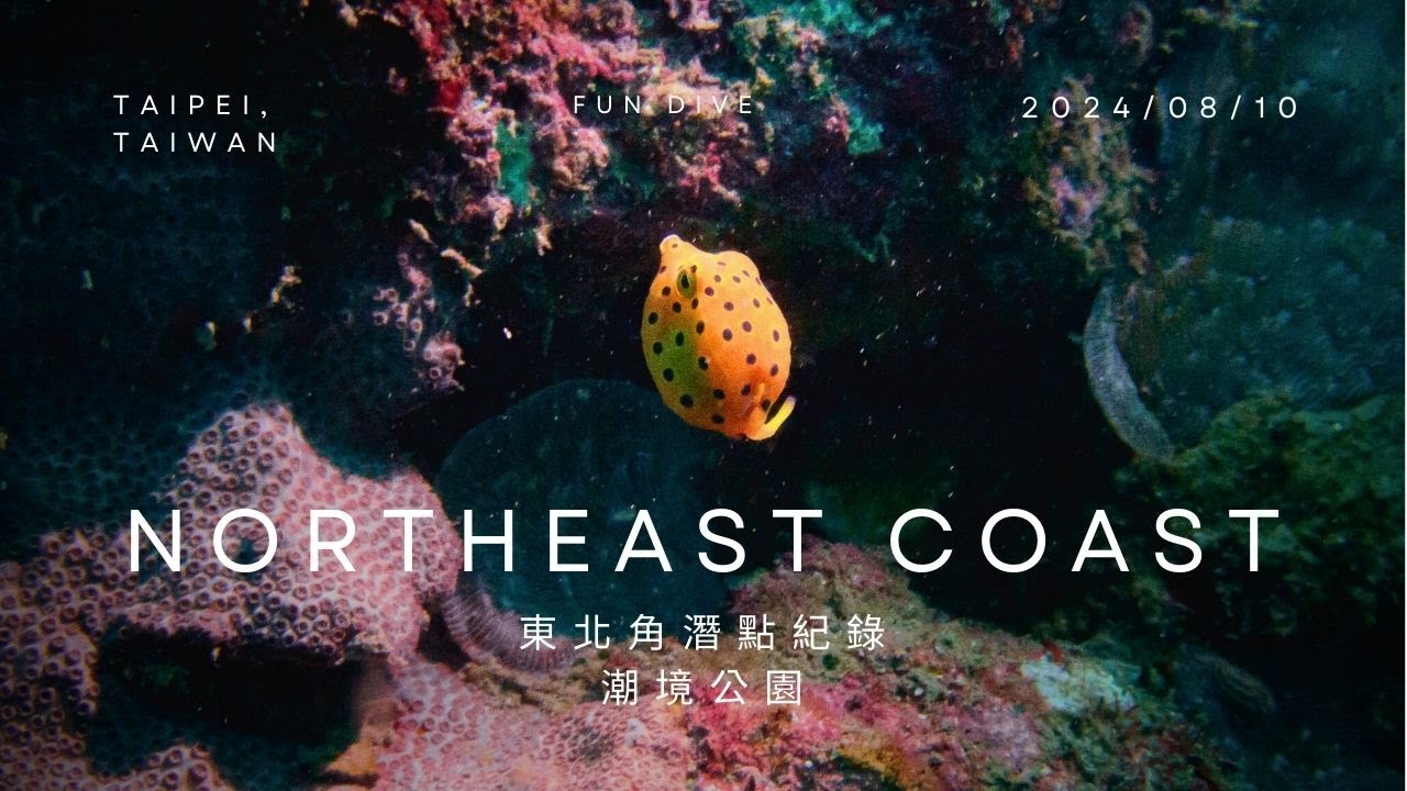 【東北角潛水】北部知名潛點--潮境公園!  遇見成群結隊的河豚! (2024/08)