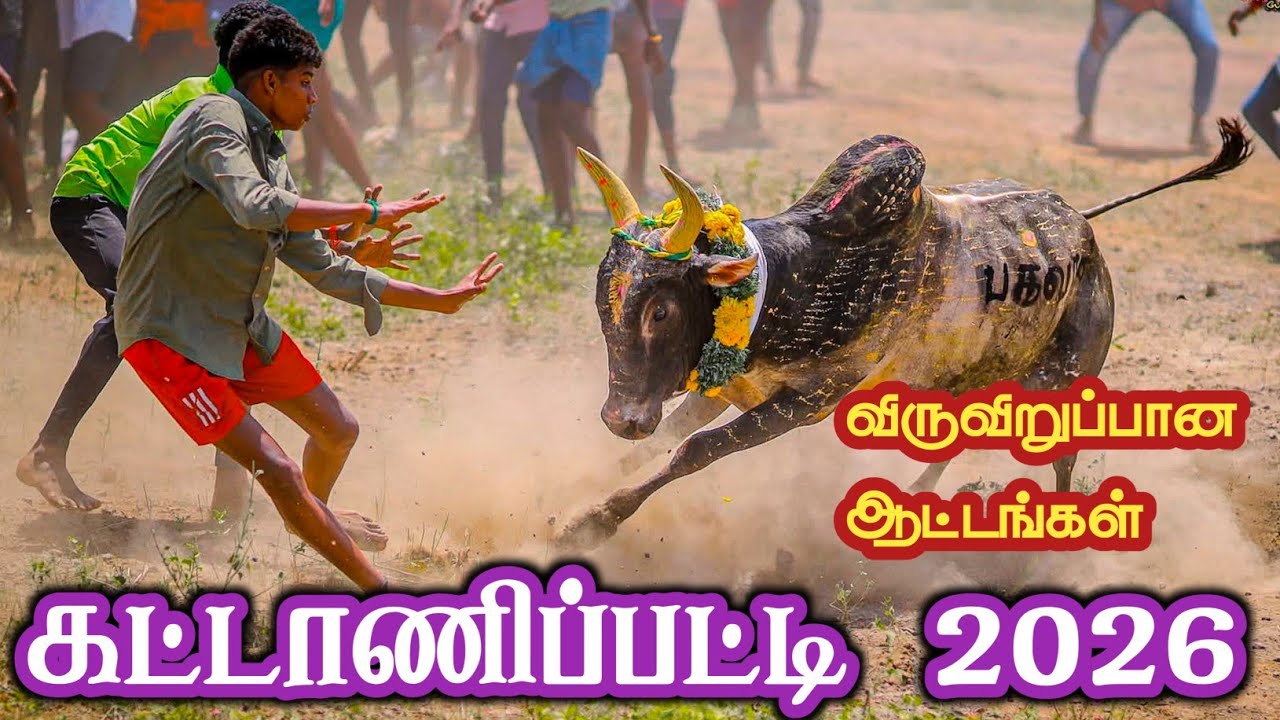 சிறப்பாக நடைபெற்ற கட்டாணிப்பட்டி மஞ்சுவிரட்டு 2026/kattanippatti manjuvirattu 