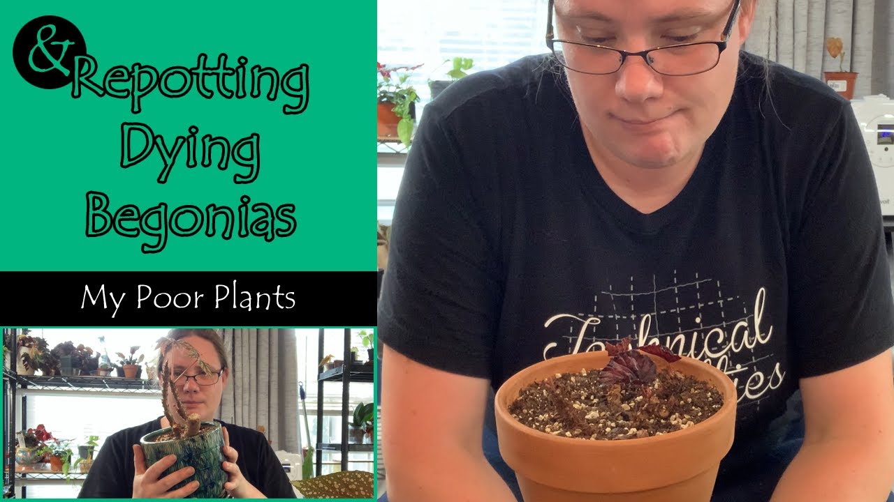& Repotting Dying Begonias