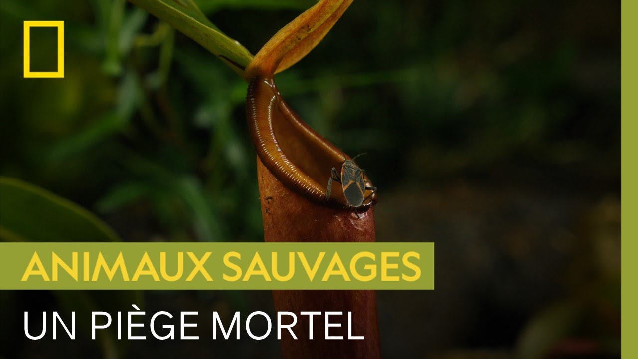 Cette jolie plante est en réalité un piège mortel pour les insectes