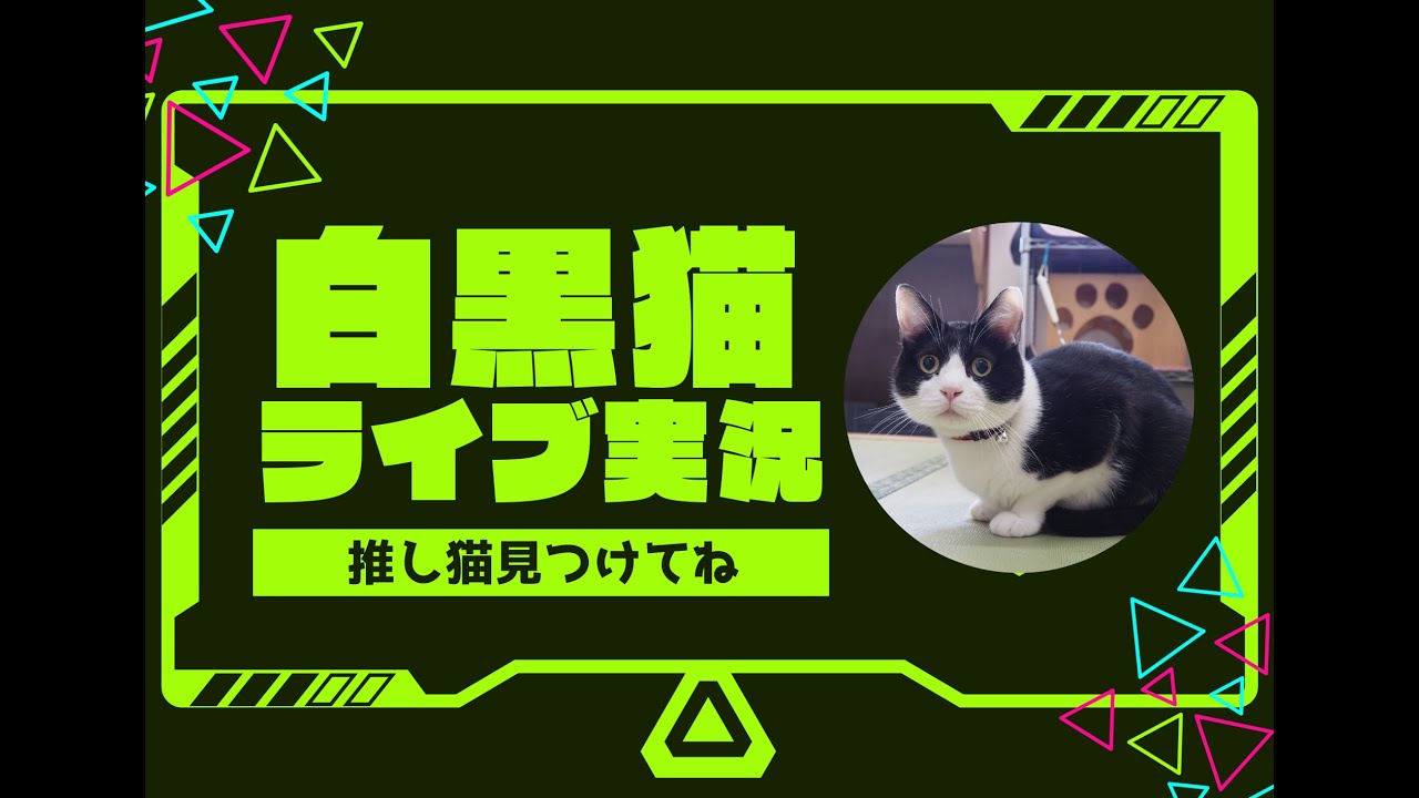 窓辺のニャルソック H.VIEW 4K LIVECAM　(暗視・防犯カメラ)　Cat Live Stream