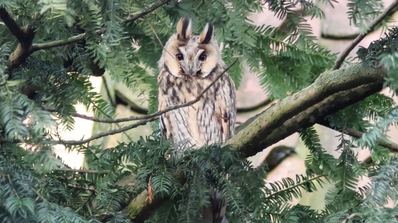 Long-eared Owls, Cranes, Sparrowhawk, and some other birds
