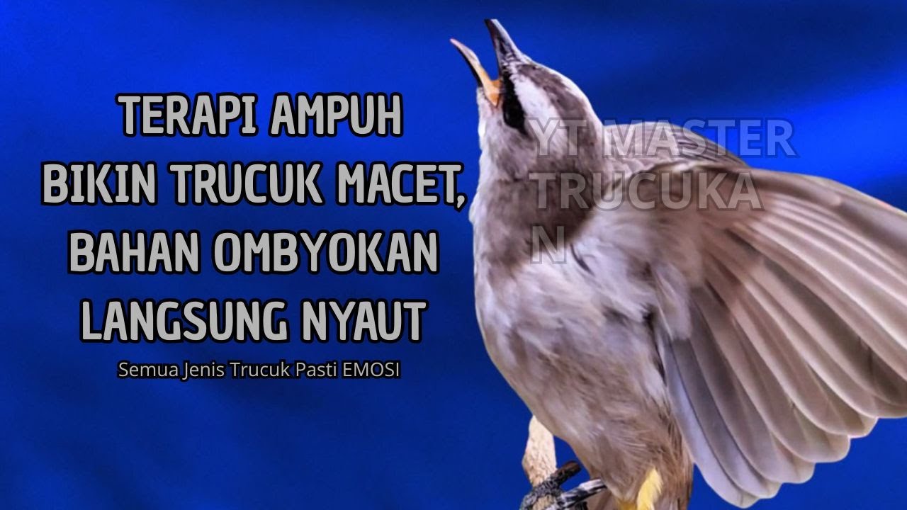 Trucukan GACOR ngalas ROPEL PANJANG suara alam AMPUH buat pancingan jadikan trucuk Gacor GARUDA