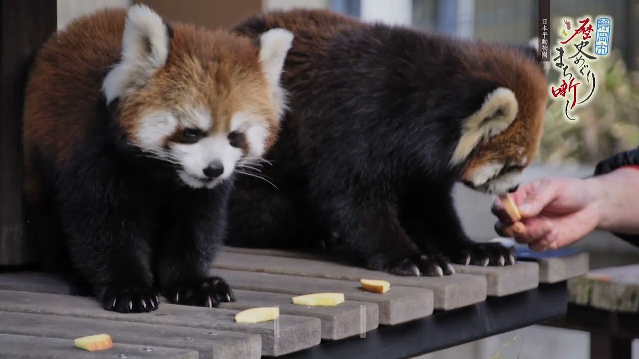 日本平動物園①　#128【静岡市歴史めぐり まち噺し】