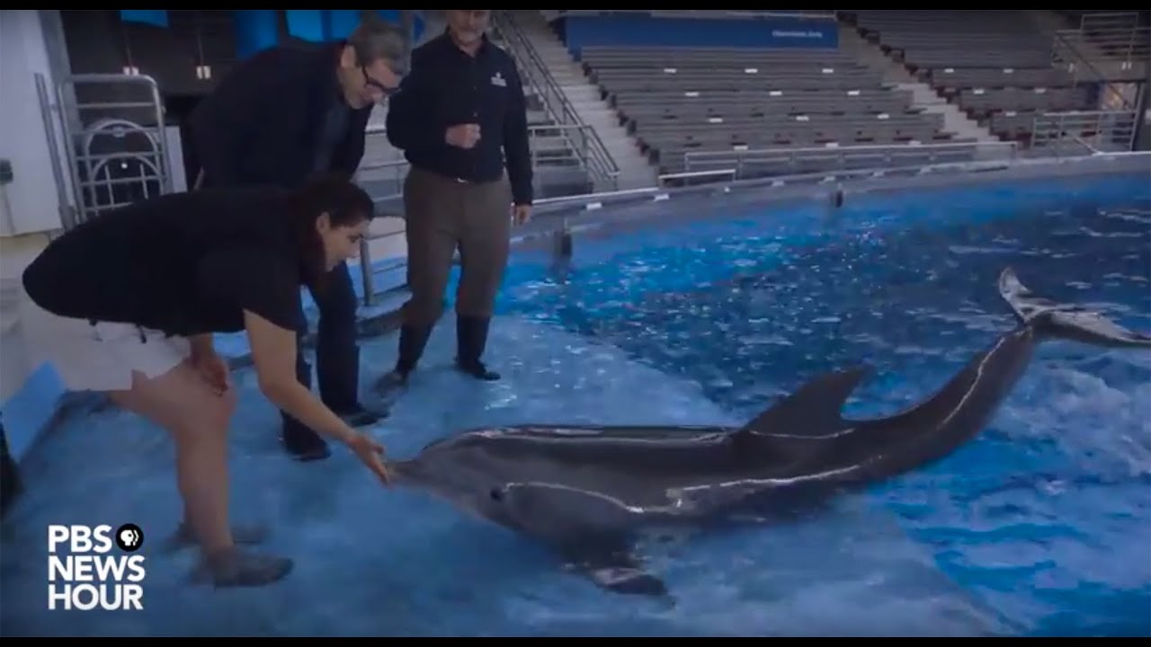 After life in captivity, dolphins to undergo sea change