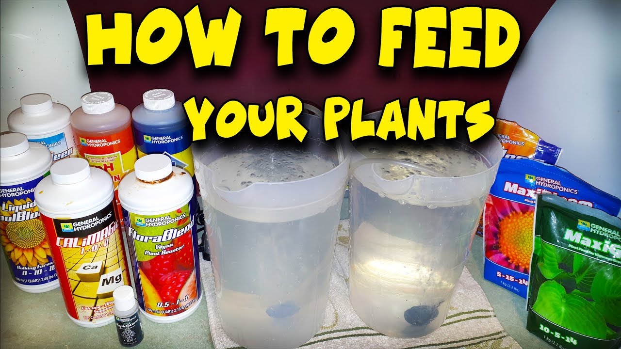 How To Feed Your Plants - Water, Nutrients & PH