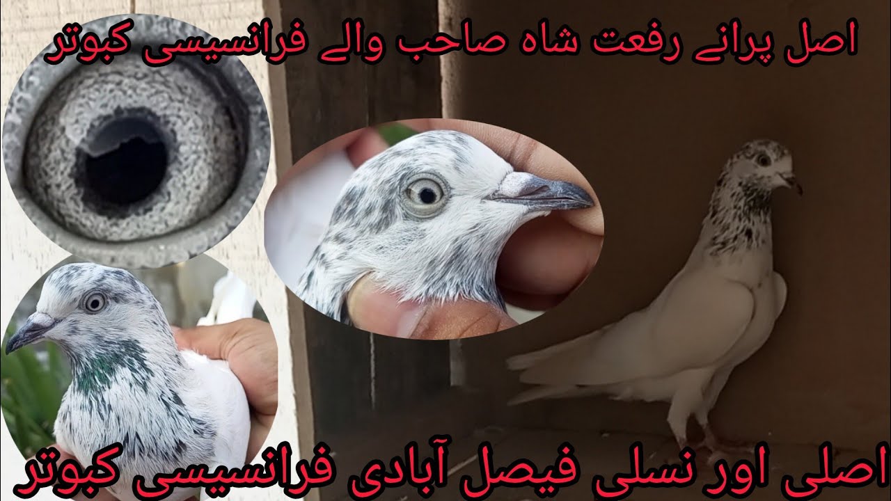 Francy kabutar ki pehchan||Riffat shahsb Waly jaunsiry faisalabadi kabutar 