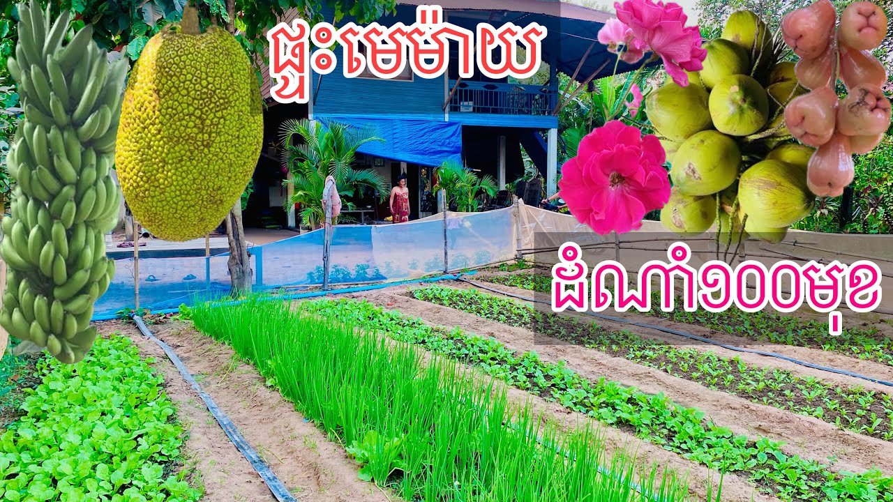 ផ្ទះមេម៉ាយចឹងមែនដំណាំចង់100មុខការរស់នៅតាមជនបទ​ Rural living In Siem Reap [4]