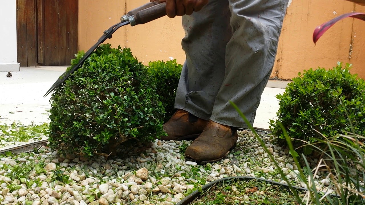 Como podar buxinho formato redondo buxinho Buxus sempervirens