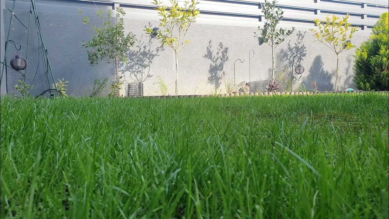 Watching Grass Grow, Day 57, 04 Jan 2026