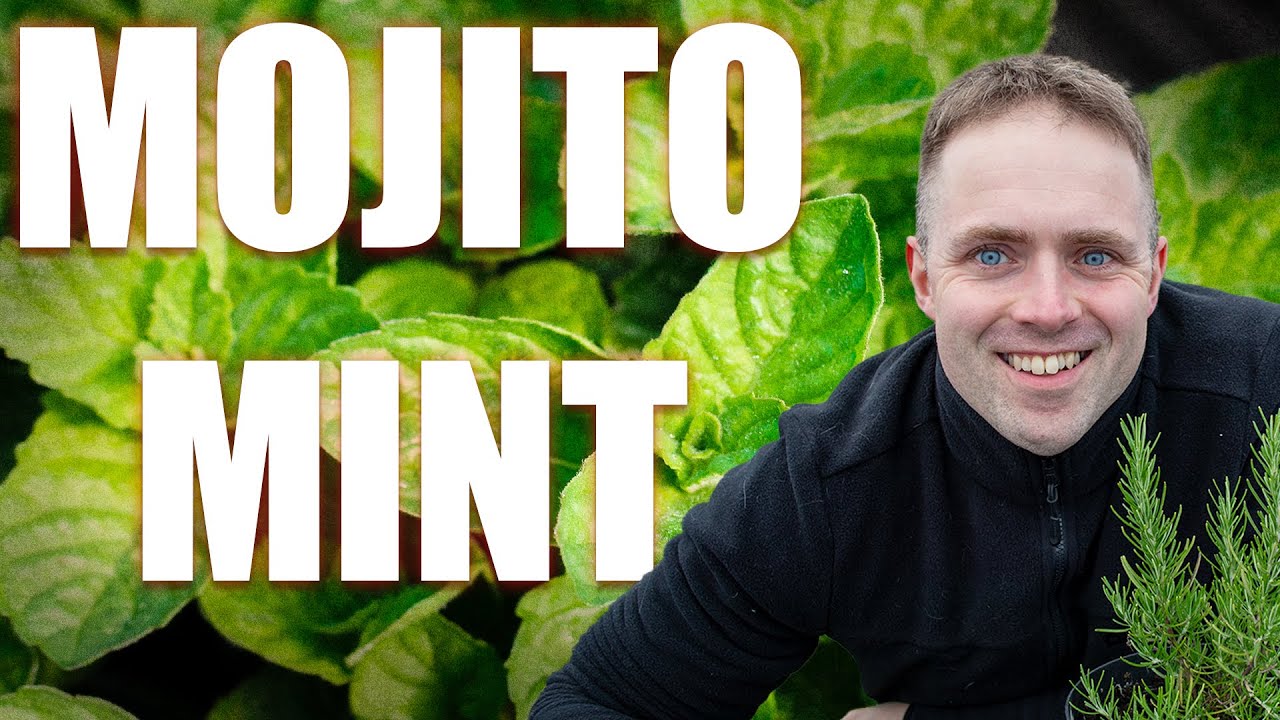 How to Grow: Mojito Mint