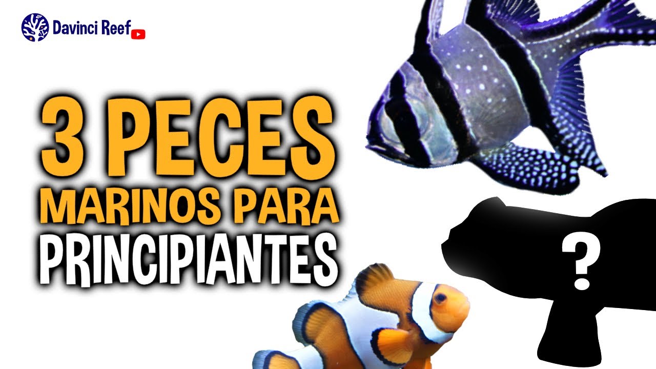 3 Peces Marinos para Principiantes