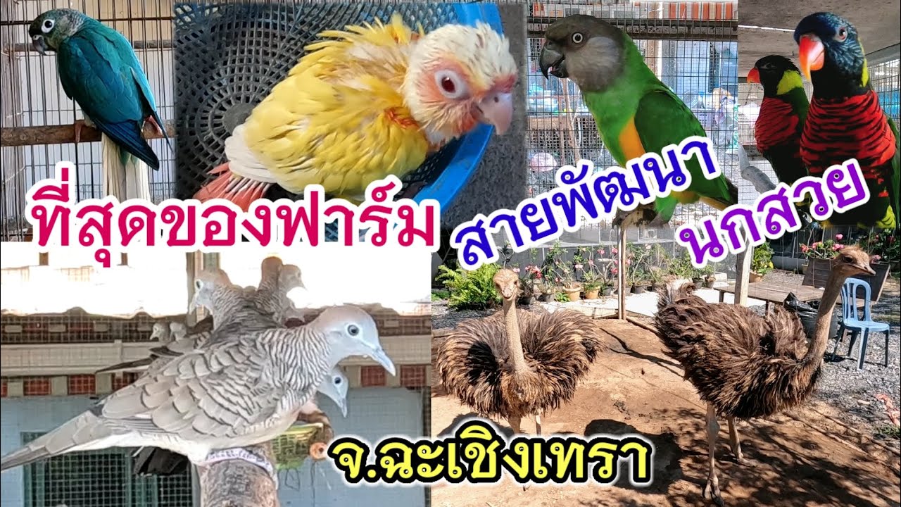ว๊าว! ที่สุดของฟาร์ม สายพัฒนา นกสวย จ.ฉะเชิงเทรา จัดส่งได้ บ้านวัวงาม ฟาร์มนก