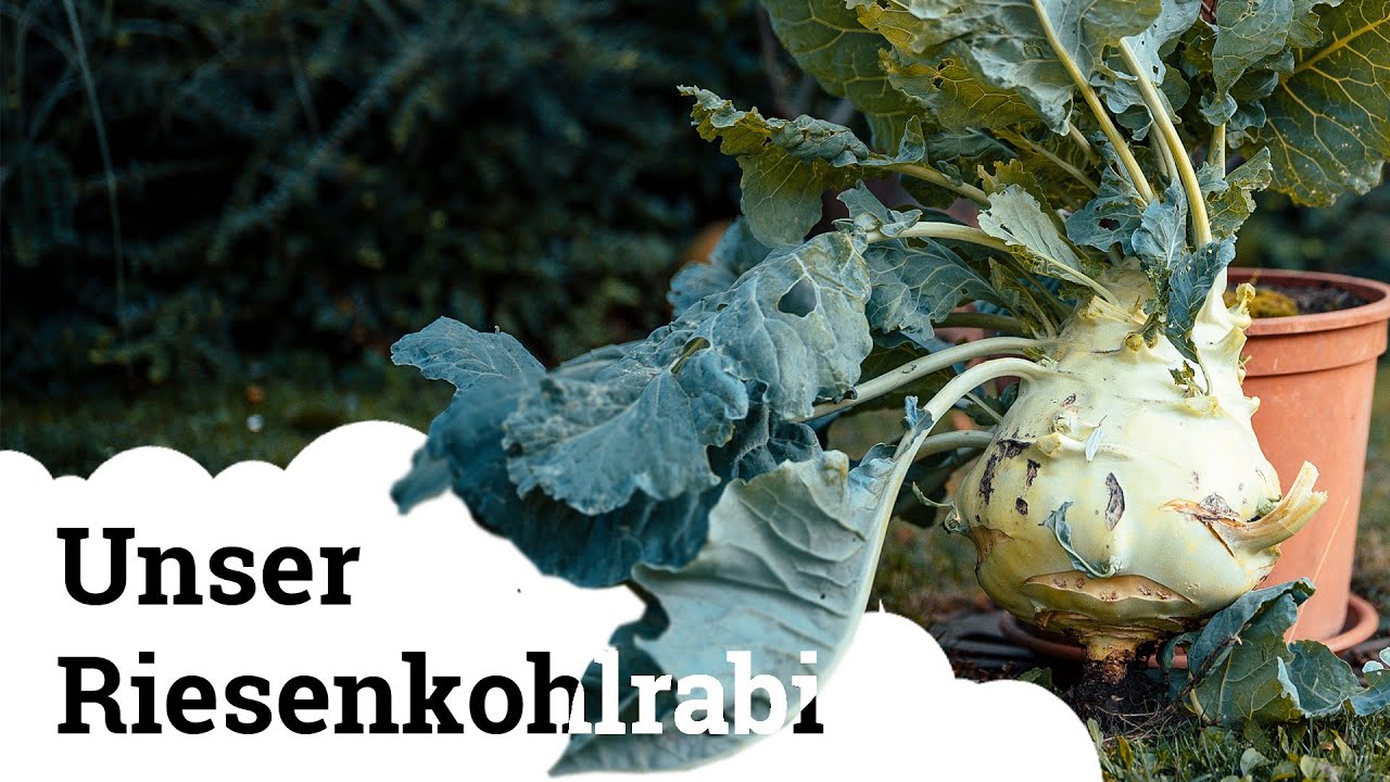 Kohlrabi | Was ist aus dem Riesenkohlrabi „Superschmelz“ geworden?