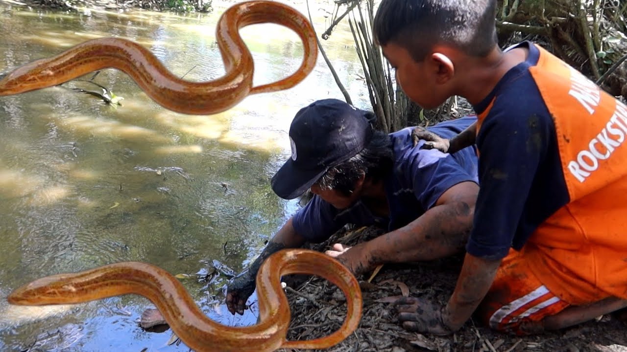 Dapat Pesanan BELUT untuk acara 7 bulanan auto gass || Monster KAYU PUTIH akhirnya kena