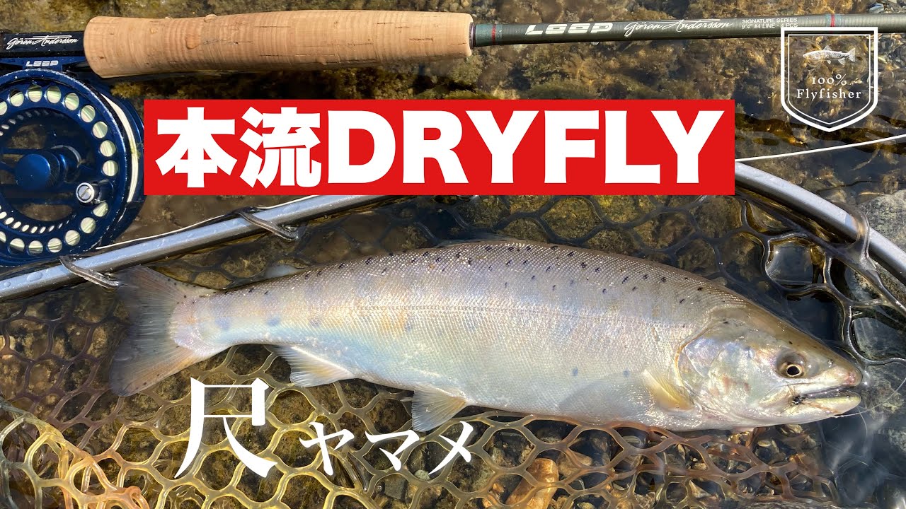 本流ドライフライ　ライズのない本流で尺ヤマメを釣る　【フライフィッシング】