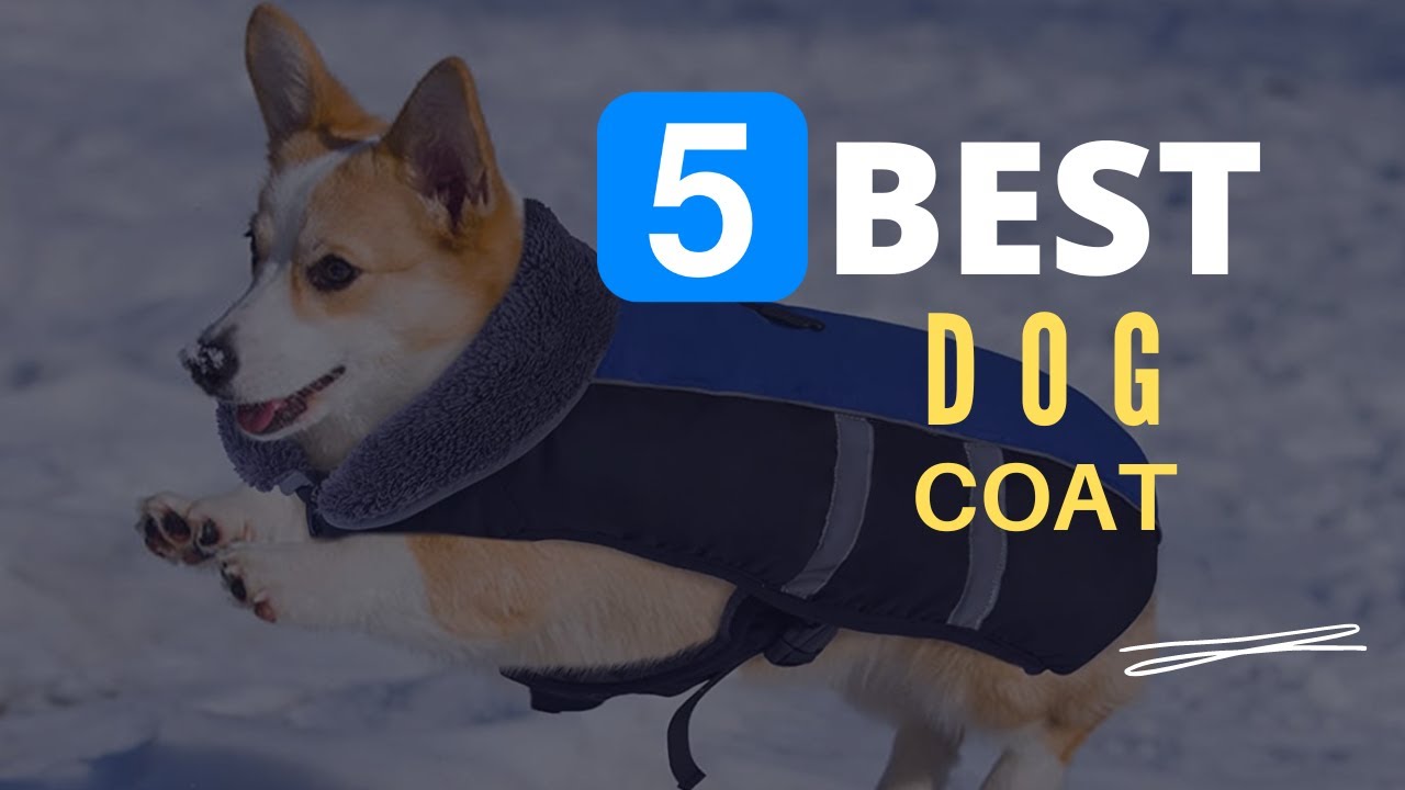 ⭕ Top 5 Best Dog Winter Coats 2026 [Review and Guide]