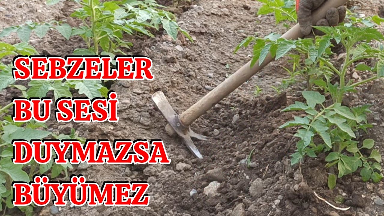 Sebzeler İçin Çapalama, Yabancı Ot Mücadelesi ve Yan Sürgün Alımı