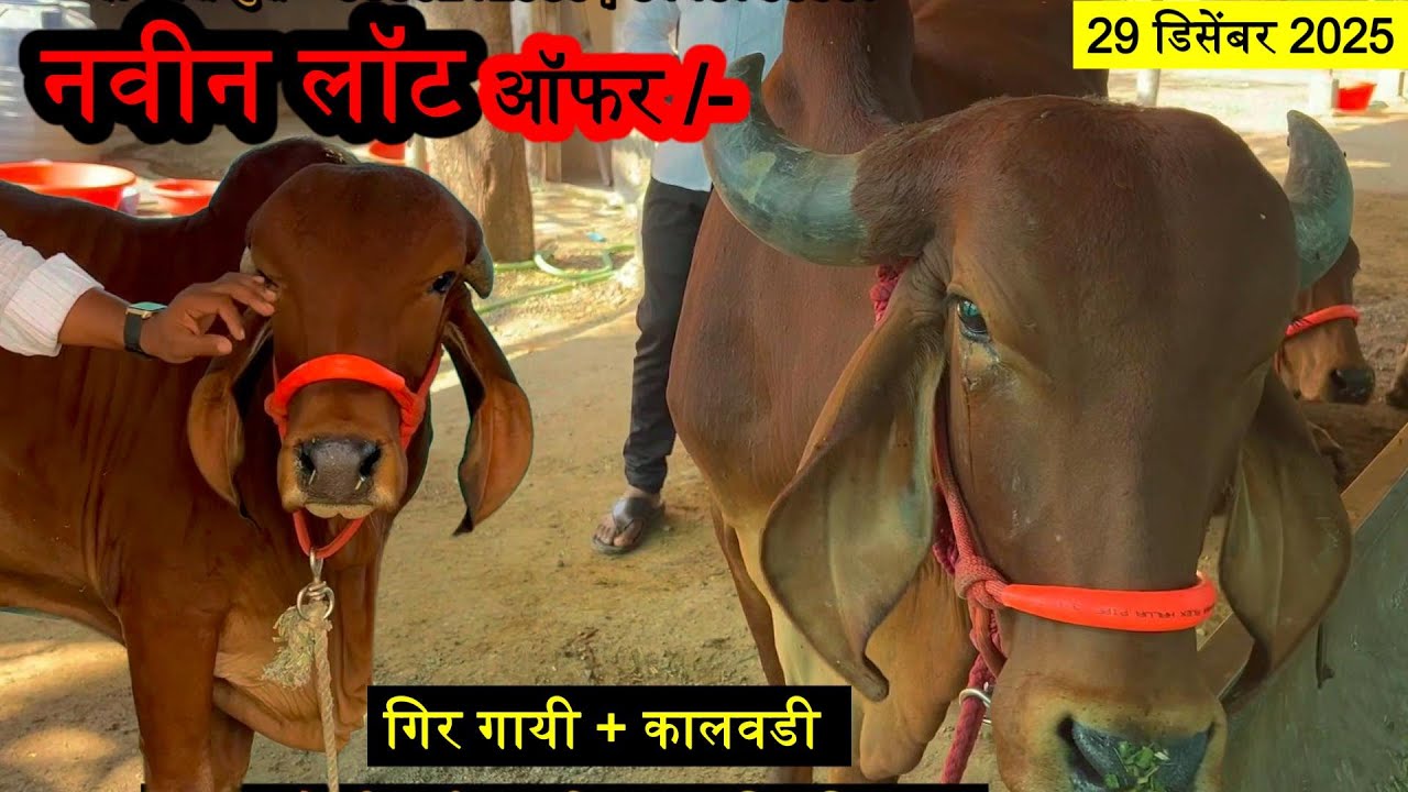 ऑफरची गाय  ₹ 21,000 मध्ये...  गिर गाय आणि कालवड विक्री | Gir cow for sale in Maharashtra @girkranti